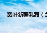 宽叶新疆乳菀（关于宽叶新疆乳菀介绍）