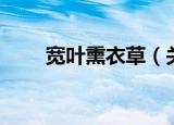 宽叶熏衣草（关于宽叶熏衣草介绍）