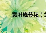 宽叶旌节花（关于宽叶旌节花介绍）