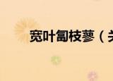 宽叶匐枝蓼（关于宽叶匐枝蓼介绍）