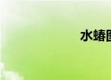 水蝽图片（水蝽）