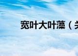 宽叶大叶藻（关于宽叶大叶藻介绍）