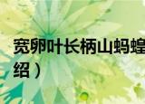 宽卵叶长柄山蚂蝗（关于宽卵叶长柄山蚂蝗介绍）