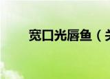 宽口光唇鱼（关于宽口光唇鱼介绍）