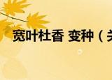 宽叶杜香 变种（关于宽叶杜香 变种介绍）