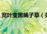 宽叶变黑蝇子草（关于宽叶变黑蝇子草介绍）