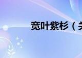 宽叶紫杉（关于宽叶紫杉介绍）