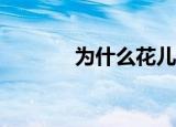 为什么花儿让特蕾娅复活了？