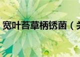 宽叶苔草柄锈菌（关于宽叶苔草柄锈菌介绍）