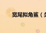 宽尾拟角鲨（关于宽尾拟角鲨介绍）