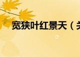 宽狭叶红景天（关于宽狭叶红景天介绍）