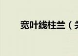 宽叶线柱兰（关于宽叶线柱兰介绍）