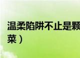 温柔陷阱不止是颗菜网盘（温柔陷阱不止是颗菜）