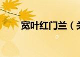 宽叶红门兰（关于宽叶红门兰介绍）