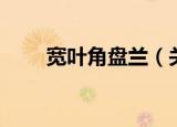 宽叶角盘兰（关于宽叶角盘兰介绍）