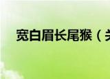 宽白眉长尾猴（关于宽白眉长尾猴介绍）