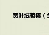 宽叶绒苞榛（关于宽叶绒苞榛介绍）