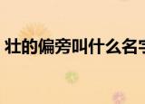 壮的偏旁叫什么名字（壮的偏旁叫什么名字）