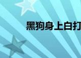 黑狗身上白打油诗（黑狗打一字）