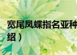 宽尾凤蝶指名亚种（关于宽尾凤蝶指名亚种介绍）