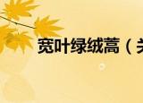 宽叶绿绒蒿（关于宽叶绿绒蒿介绍）