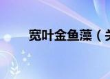 宽叶金鱼藻（关于宽叶金鱼藻介绍）