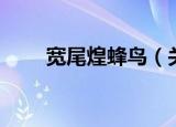 宽尾煌蜂鸟（关于宽尾煌蜂鸟介绍）