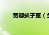 宽瓣蝇子草（关于宽瓣蝇子草介绍）