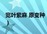 宽叶紫麻 原变种（关于宽叶紫麻 原变种介绍）