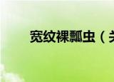宽纹裸瓢虫（关于宽纹裸瓢虫介绍）