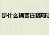 是什么祸害庄稼呀吉他谱（是什么祸害庄稼）