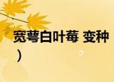 宽萼白叶莓 变种（关于宽萼白叶莓 变种介绍）