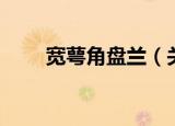 宽萼角盘兰（关于宽萼角盘兰介绍）