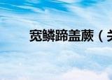 宽鳞蹄盖蕨（关于宽鳞蹄盖蕨介绍）