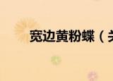 宽边黄粉蝶（关于宽边黄粉蝶介绍）