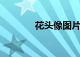 花头像图片大全（花头鹦鹉）