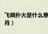 飞蛾扑火是什么意思视频（飞蛾扑火是什么生肖）