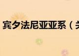 宾夕法尼亚亚系（关于宾夕法尼亚亚系介绍）