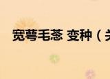 宽萼毛菍 变种（关于宽萼毛菍 变种介绍）