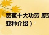 宽苞十大功劳 原亚种（关于宽苞十大功劳 原亚种介绍）