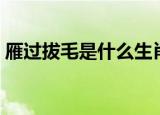 雁过拔毛是什么生肖（雁过拔毛是什么生肖）