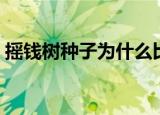 摇钱树种子为什么比其他便宜（摇钱树种子）