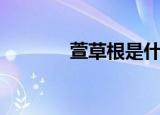 萱草根是什么中药（萱草根）
