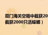 厦门海关空箱中截获2000只活蟑螂 知乎（厦门海关空箱中截获2000只活蟑螂）
