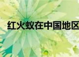红火蚁在中国地区（红火蚁在中国的天敌）