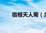 宿根天人菊（关于宿根天人菊介绍）