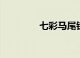 七彩马尾铁图片（七彩马）