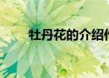 牡丹花的介绍作文（牡丹花的介绍）