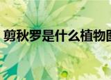 剪秋罗是什么植物图片（剪秋罗是什么意思）