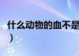 什么动物的血不是红色的（什么动物的器官大）